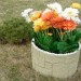 Цветник КАНЬОН купить в Севастополе